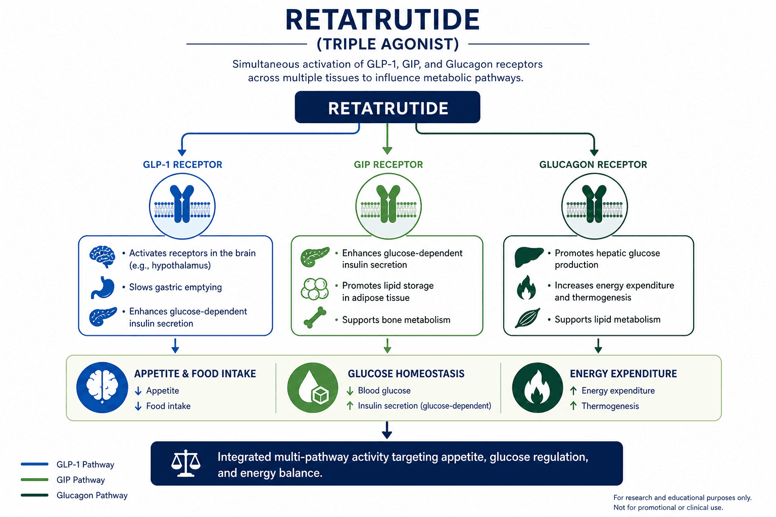 Retatrutide mechanism diagram